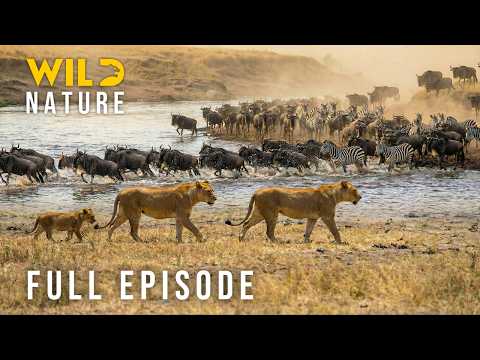 SAVANNA QUEEN - Surviving the Most Merciless Laws (Full Episode) | Nature animal documentary