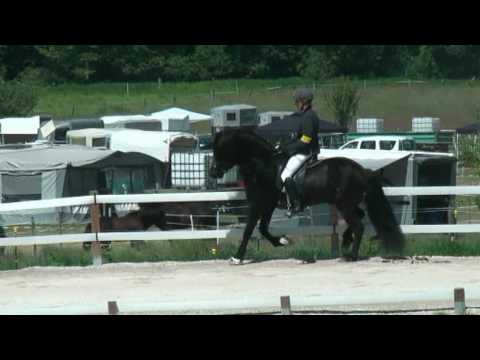 Darri vom Lipperthof auf dem OSI Hirtenhof