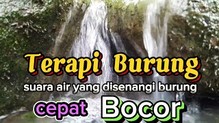 Download lagu TERAPI BURUNG, suara gemericik air yang banyak disenangi burung mp3