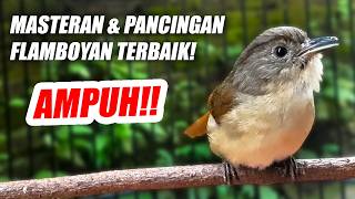 Download lagu PANCINGAN & MASTERAN TERBAIK!! BURUNG FLAMBOYAN GACOR FULL NEMBAK BESETAN NYERECET NGEBREN PANJANG mp3 Download lagu PANCINGAN & MASTERAN TERBAIK!! BURUNG FLAMBOYAN GACOR FULL NEMBAK BESETAN NYERECET NGEBREN PANJANG mp3
