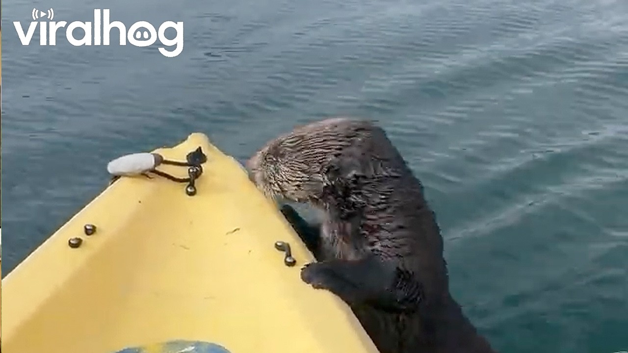 Otter Invites Himself on Newlywed's Honeymoon Kayak || ViralHog