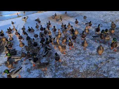 El ataque de los patos salvajes 😂🦆