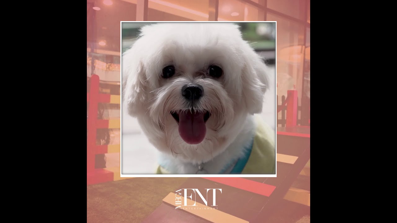 Robinsons Malls' Pet Park