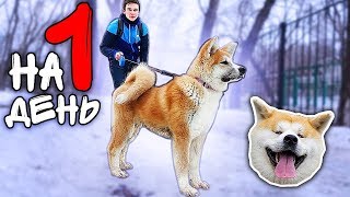 Я ПОЗВОЛЮ СВОЕЙ СОБАКЕ ВЫГУЛИВАТЬ МЕНЯ ОДИН ДЕНЬ !