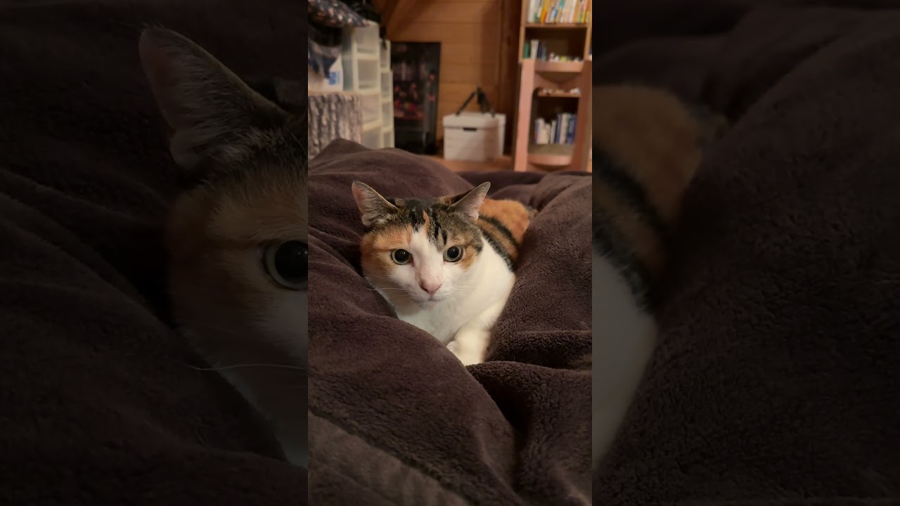 重い…猫文鎮。絶対退こうとしない強い意志を貫く猫 #猫