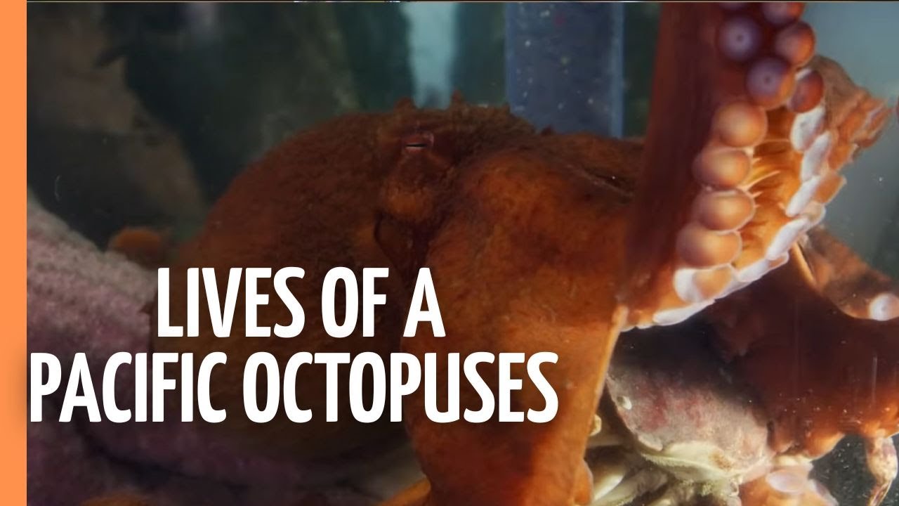 Secrets of the Deep: The Mysterious Lives of Giant Pacific Octopuses | Free Documentary