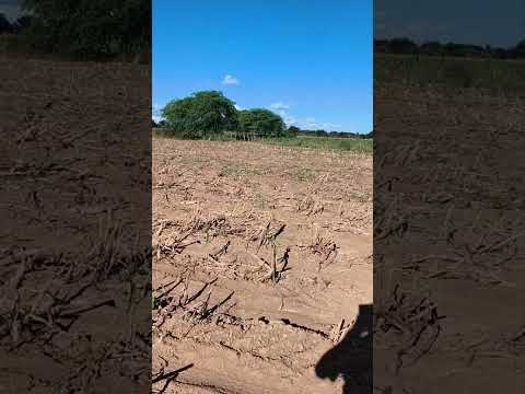 Aproveitando a safra perdida em Dormentes Pernambuco.