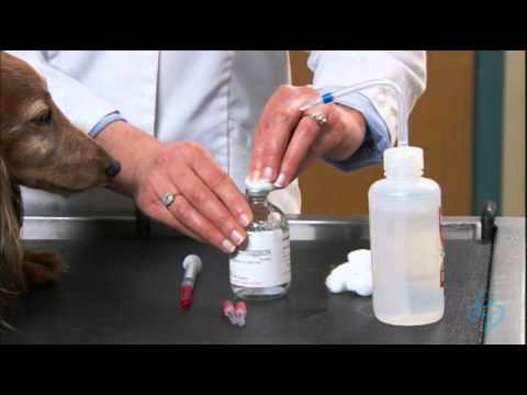 How To Give A Dog A Penicillin Shot