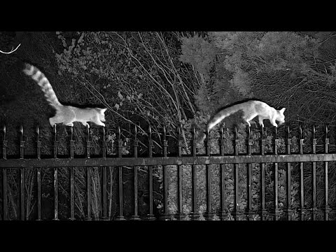 Crossing the gate: The ringtails show how it's done