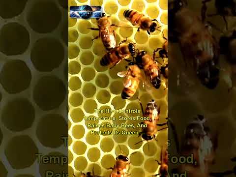 What Really Happens Inside a Beehive? 🐝 Nature’s Miniature Kingdom!