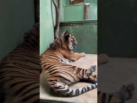 Prague Zoo | Zoo Praha | Czech Republic