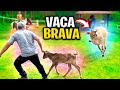 VACA BRAVA Protegendo BEZERRO