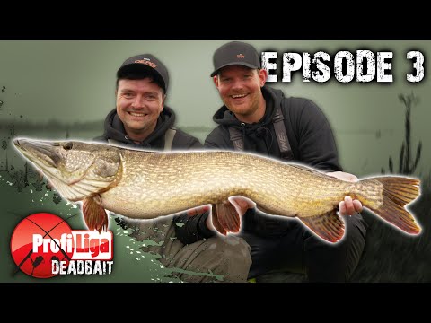 Meterhechte auf Ansage! 🔴 Profi Liga Deadbait, Episode 3