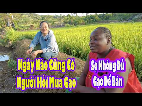 Maria's rice business project is full of surprises || 2Q Vlogs African Life