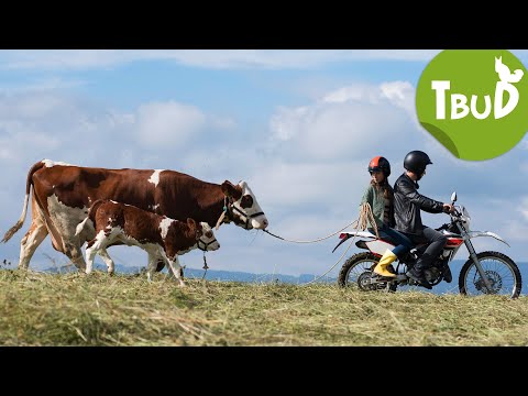Mutterkuh (Folge 88) | Tiere bis unters Dach