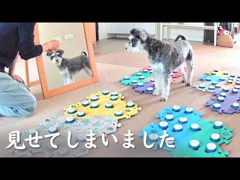 犬の知性を刺激する方法