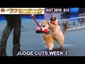 The Savitsky Cats FULL PERFORMANCE New Cats Tricks America S Got Talent 2018 Judge Cuts 3 AGT