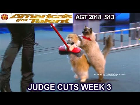The Savitsky Cats FULL PERFORMANCE New Cats & Tricks  America's Got Talent 2018 Judge Cuts 3 AGT