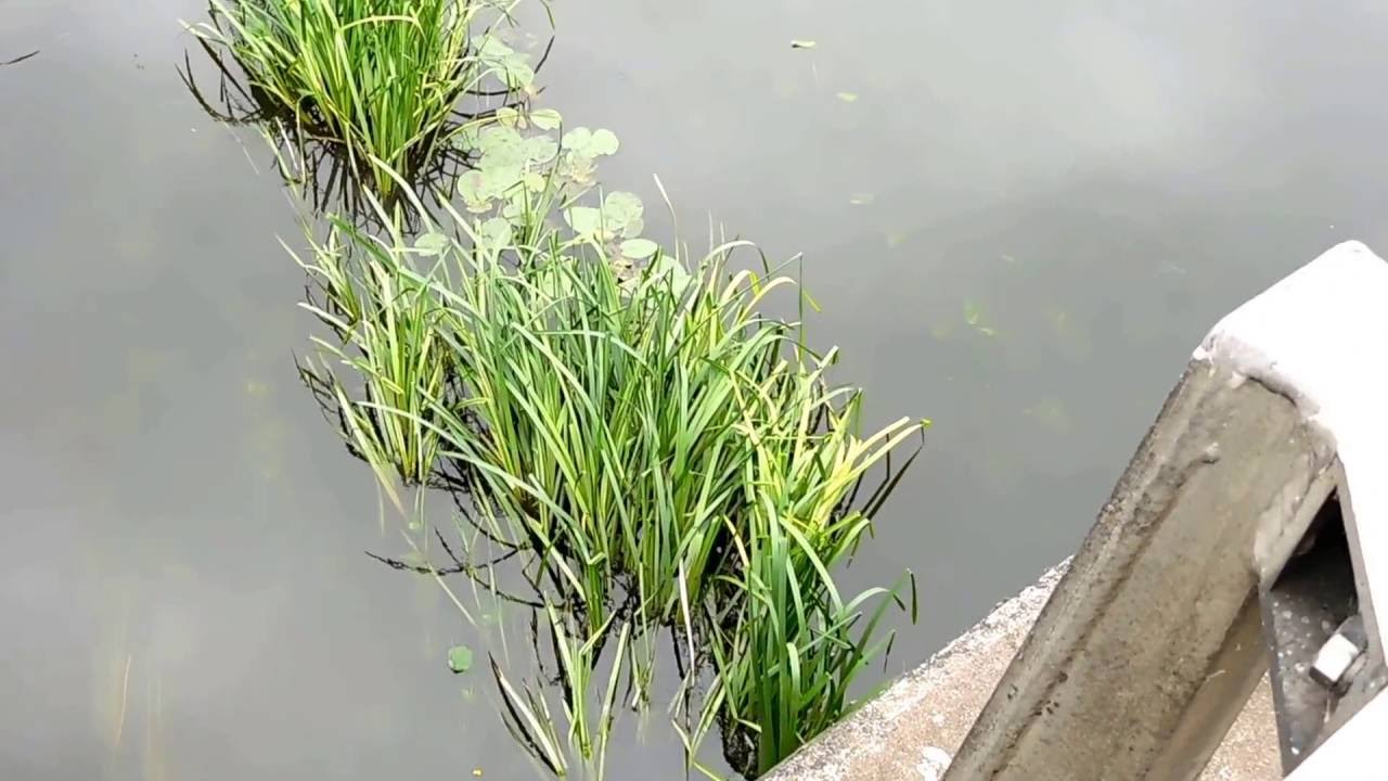 Tamworth Hanging Baskets Red White & Blue