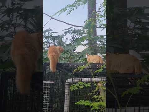 Garfield chasing unwanted guests.