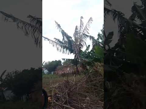 Cidade Santa Cecília do Pavão 8 de setembro de 2026