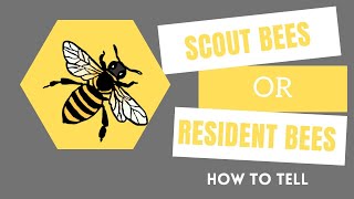 Scout Or Resident Bees | How to tell | Southern African Bees