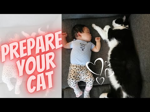 How to Prepare Your Cat for Your New Baby's Arrival (7 SIMPLE Steps) │First-Time Mom│ Paulene Nistal