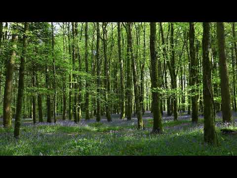A Short Meditation-20 mins of Relaxing Nature Sounds-Birdsong Relaxation-Sound of Forest Bird Noise