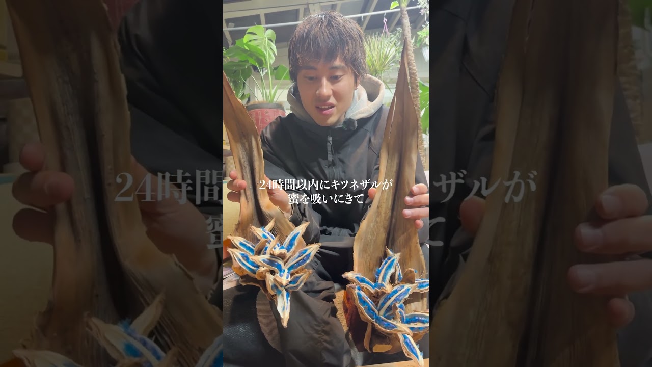 旅人の木、紹介 #観葉植物 #高橋園芸