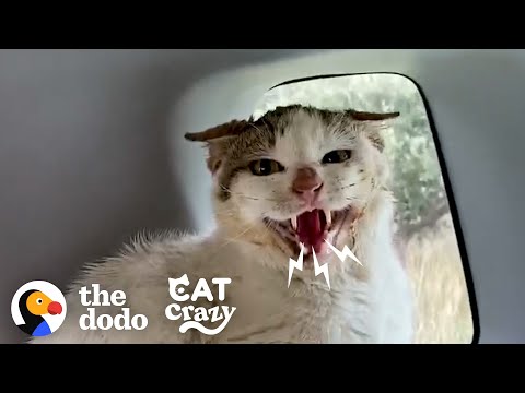 Hissing Feral Cat Falls In Love With The Guy Who Rescued Him | The Dodo Cat Crazy