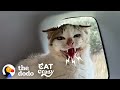 Hissing Feral Cat Falls In Love With The Guy Who Rescued Him The Dodo Cat Crazy