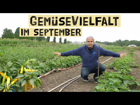 Vegetable garden in September - Which vegetables are growing now - herb beds, chilies, giant corn