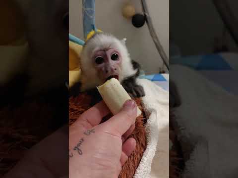 Sonik#3 życie z małpą - pierwszy banan 🤍🩶🖤 #kapucynka #małpa  #animals #zwierzaki #nature