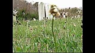 death angel-word to the wise