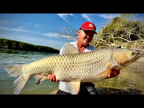 The Danube surprises again: gigantic grass carp at the feeder!!!! The biggest one almost 30 kg!