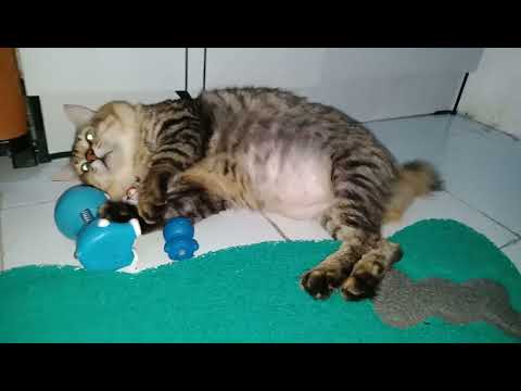 Temen tidur nya King adalah Doraemon