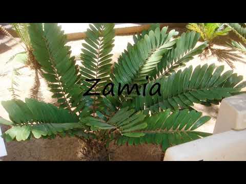 How to Pronounce Zamia?