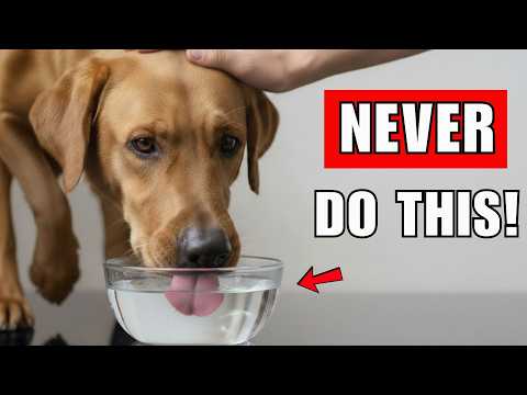10 DEADLY Dog Feeding Mistakes Vets Warn About (Don’t Ignore #2)