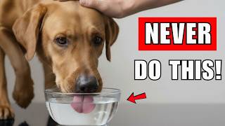 10 DEADLY Dog Feeding Mistakes Vets Warn About (Don’t Ignore #2)