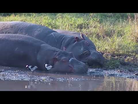 Djuma: Hippos with Oxpeckers on them and Blacksmith Lapwings - 16:07 - 06/23/2023