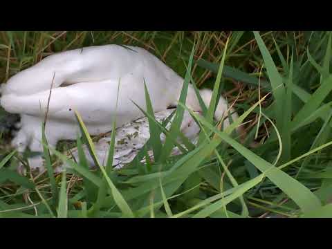 WALKA ŁABĘDŹ VS ŁABĘDŹ. Śmiertelny pojedynek