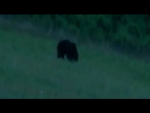 Menyasszonyért jött a rudabányai medve