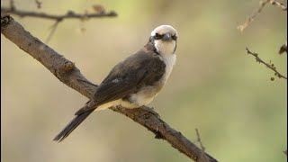 Download lagu Suara Burung Cekakak Berpantat Putih mp3