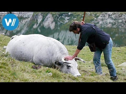 Pyrenees, a shepherd between heaven and earth (360° - GEO Reportage)
