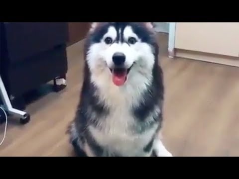 Was Tiere So Denken 68