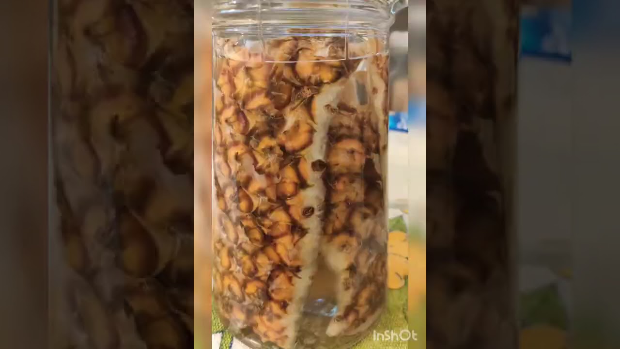 Tepachi  PROBIÓTICO  de Abacaxi AlúA excelente para o intestino