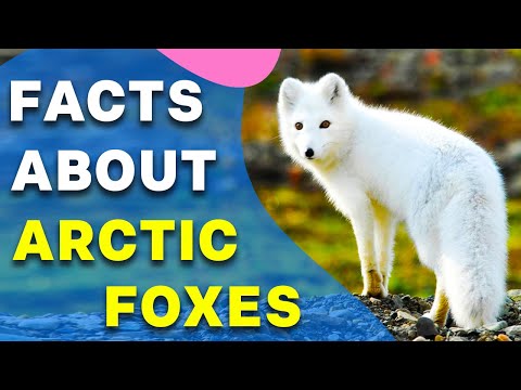 All About Foxes for Kids Facts II About Arctic Foxes and Their Characteristics