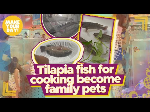 Tilapia fish for cooking become family pets | Make Your Day