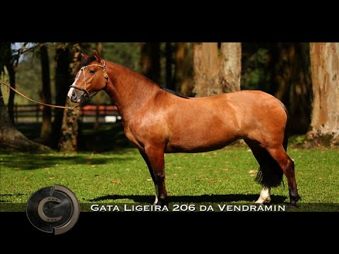 Vendramin, a síntese da qualidade!