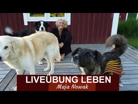 Praxis - LIVEÜBUNG Leben - Hunde ohne Zaun - von Maja Nowak